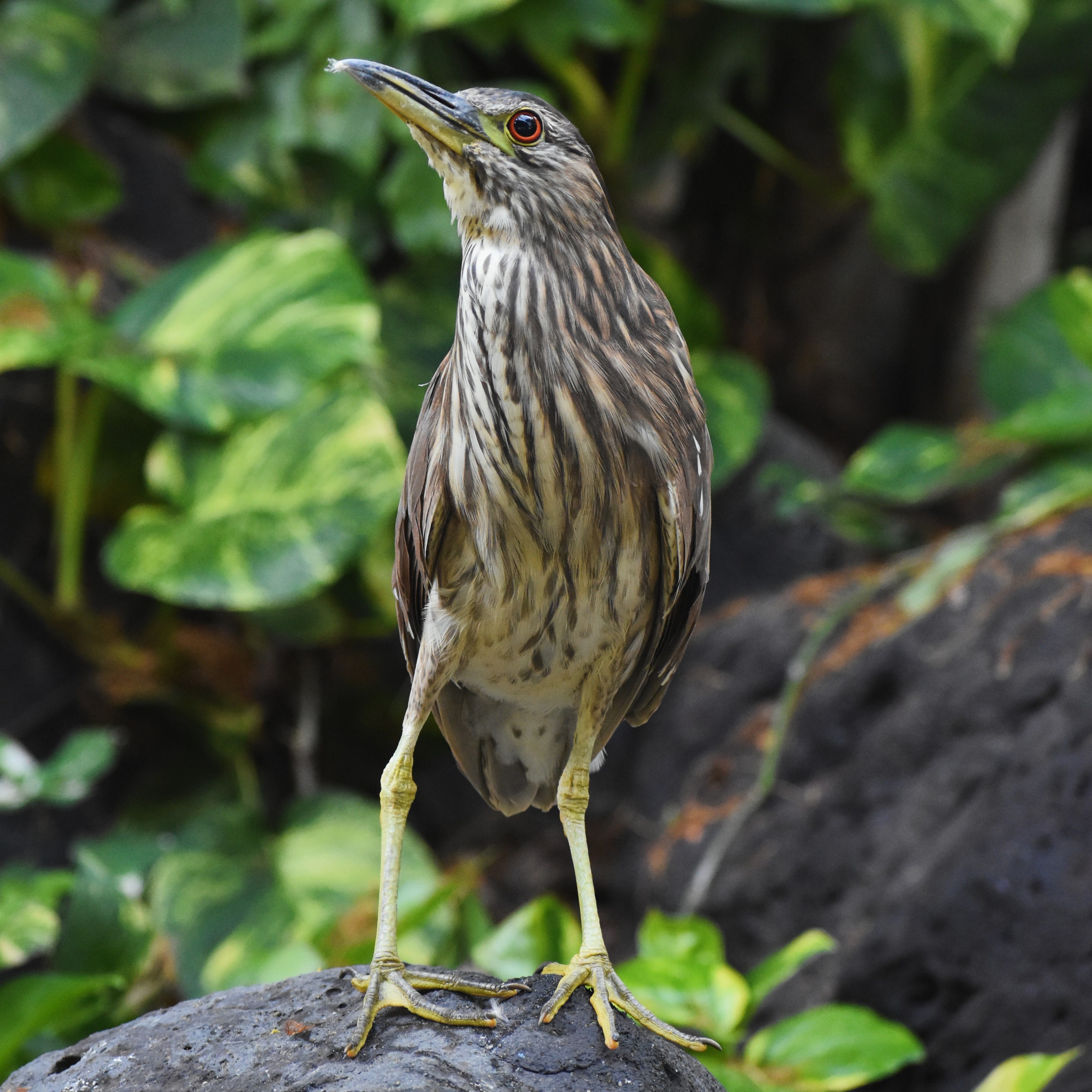 Night Heron